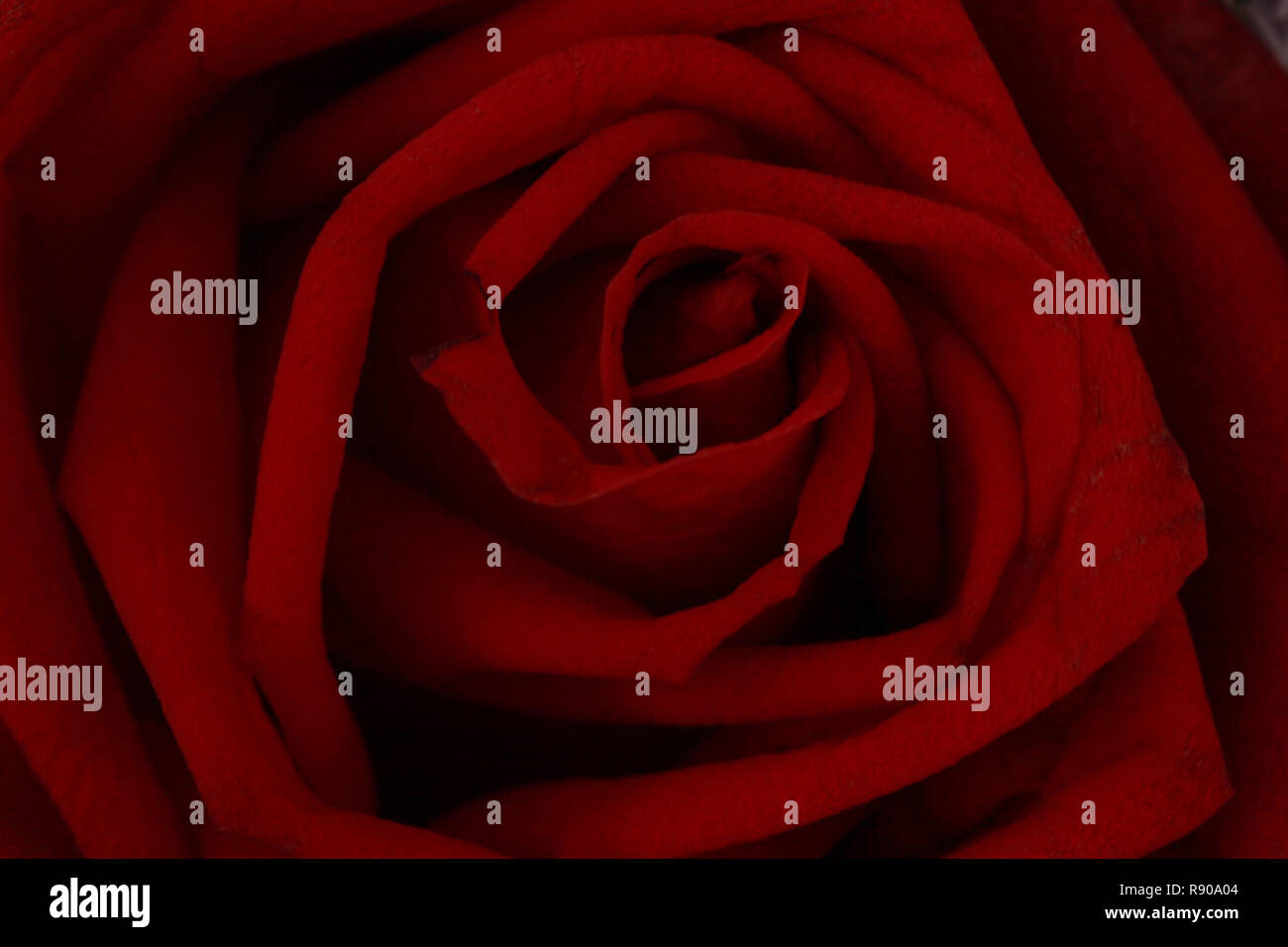 Close up photo on top of the middle red rose Stock Photo - Alamy