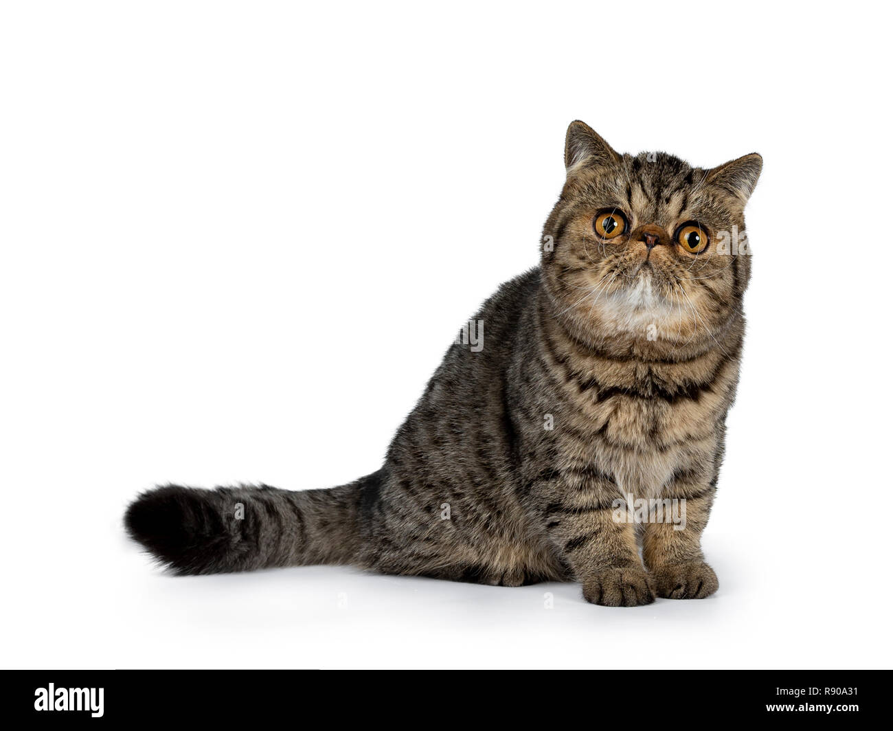 Adorable black tabby Exotic Shorthair cat kitten, sitting side ways with tail behind body. Looking beside camera with big round orange eyes. Isolated Stock Photo