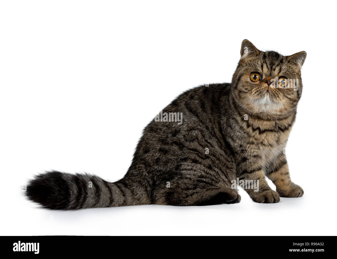 Adorable black tabby Exotic Shorthair cat kitten, sitting side ways with tail behind body. Looking at camera with big round orange eyes. Isolated on a Stock Photo