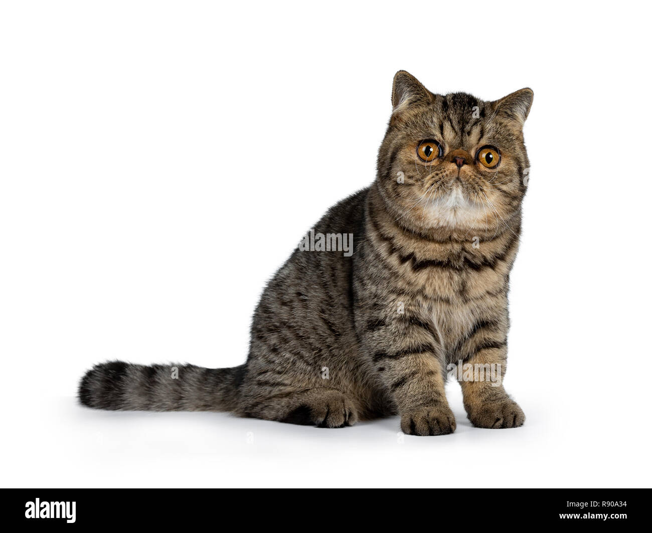 Adorable black tabby Exotic Shorthair cat kitten, sitting side ways with tail behind body. Looking beside camera with big round orange eyes. Isolated Stock Photo