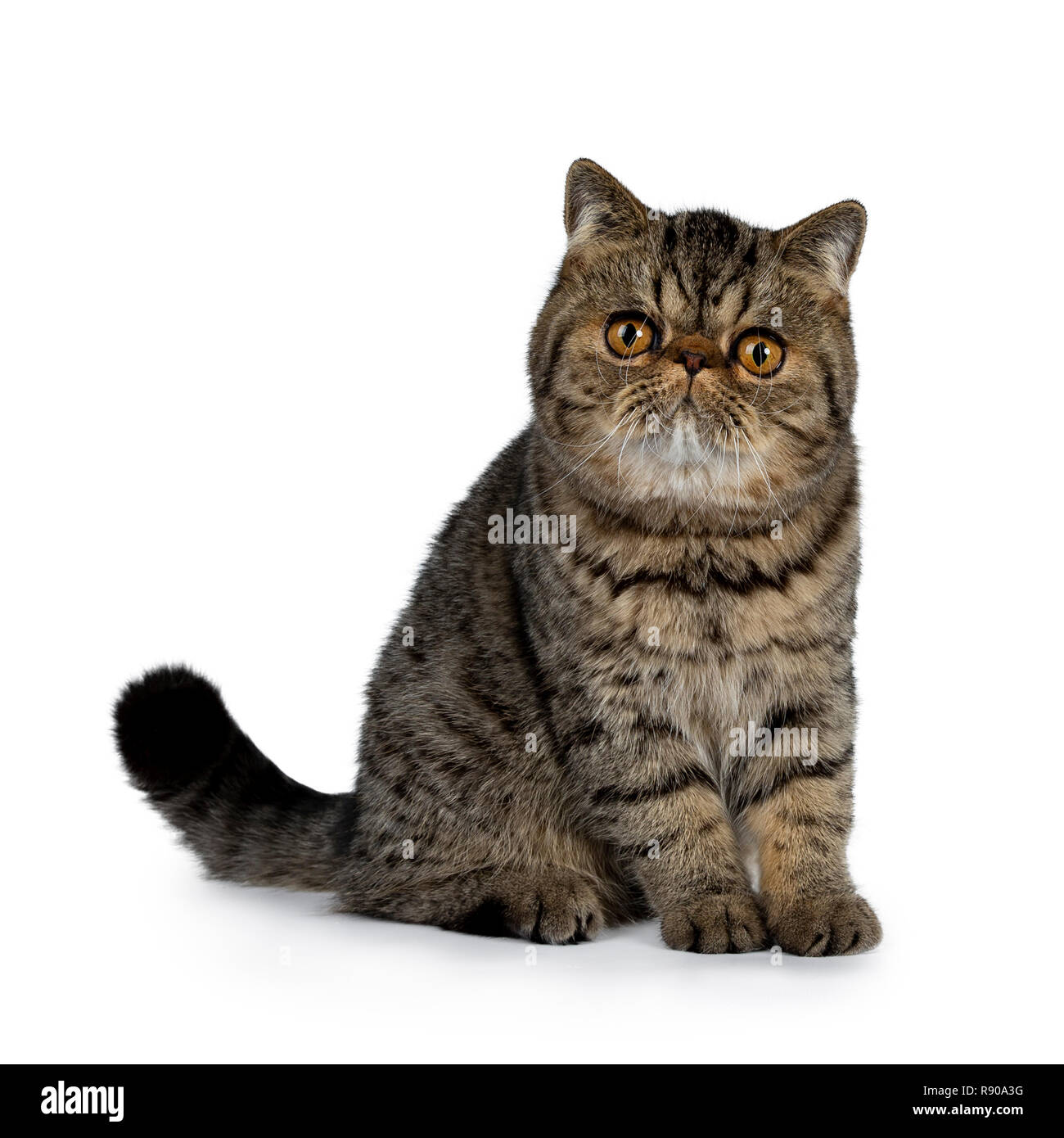 Adorable black tabby Exotic Shorthair cat kitten, sitting side ways with tail behind body. Looking beside camera with big round orange eyes. Isolated Stock Photo