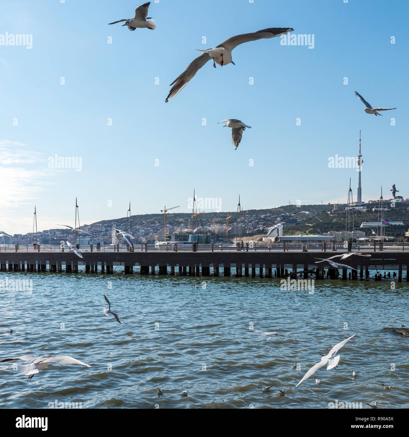 Gulls on the boulevard. Baku Seaside Park Stock Photo