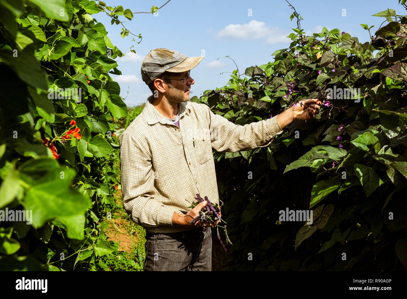 Farmer standing in a field, harvesting purple beans. Stock Photo