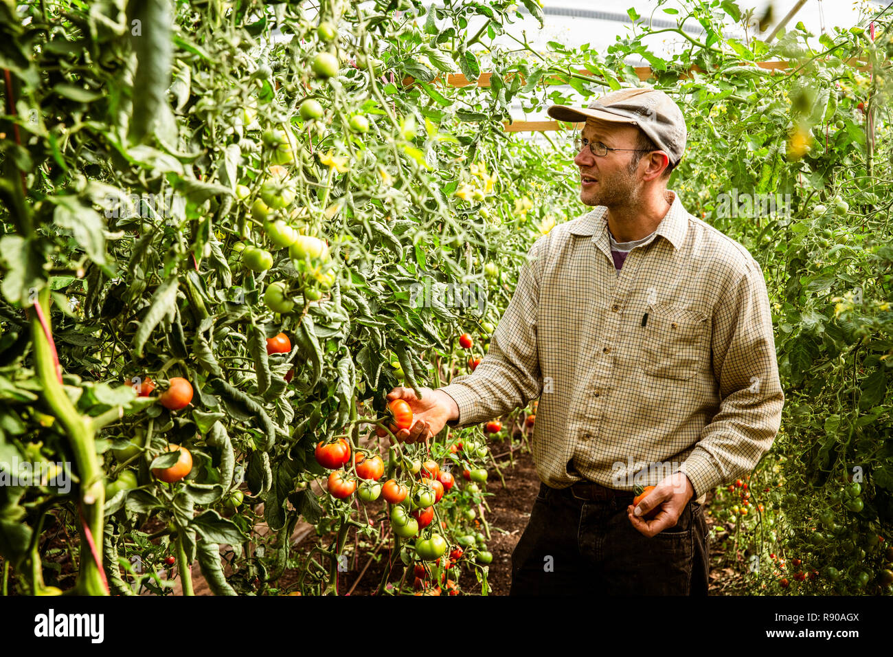 Farmer standing in a field with tomato vines. Stock Photo