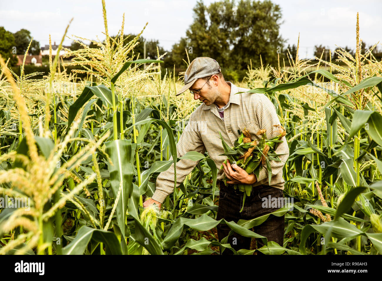 Farmer standing in a corn field, harvesting maize cobs Stock Photo Alamy