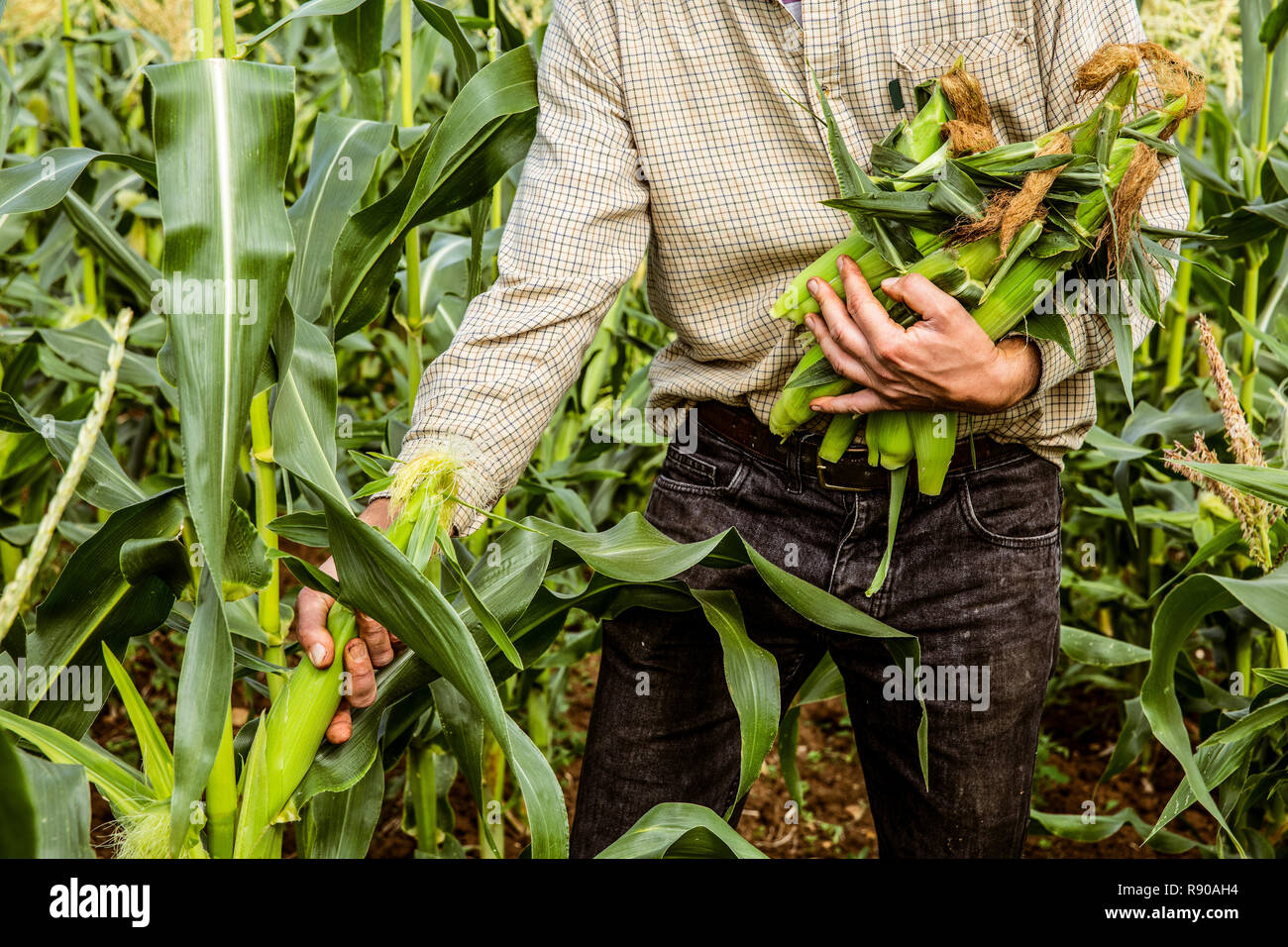 Harvesting Maize Hi res Stock Photography And Images Alamy harvesting-maize-hi-res-stock-photography-and-images-alamy