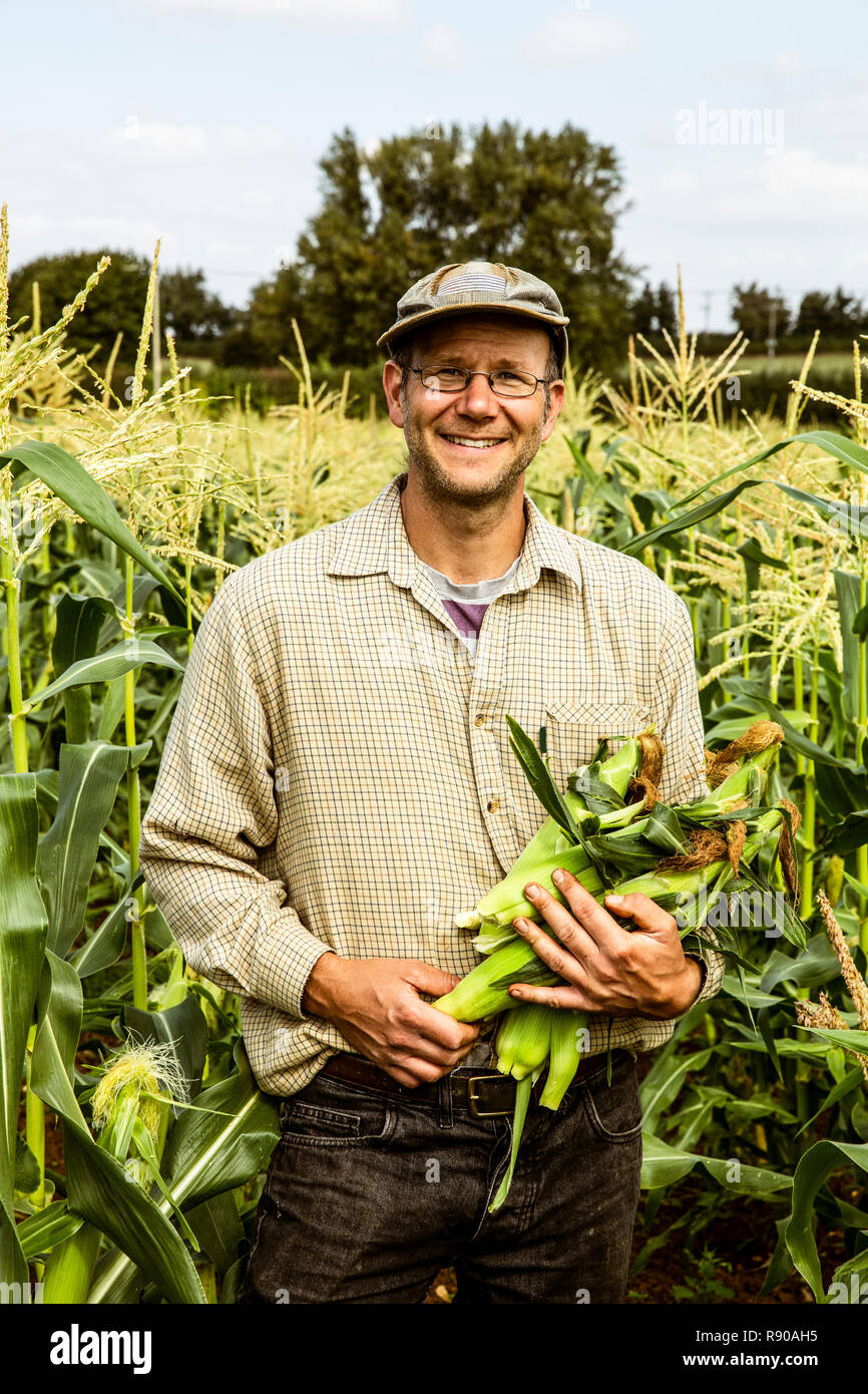 Smiling farmer standing in a corn field, holding bunch of maize cobs. Stock Photo