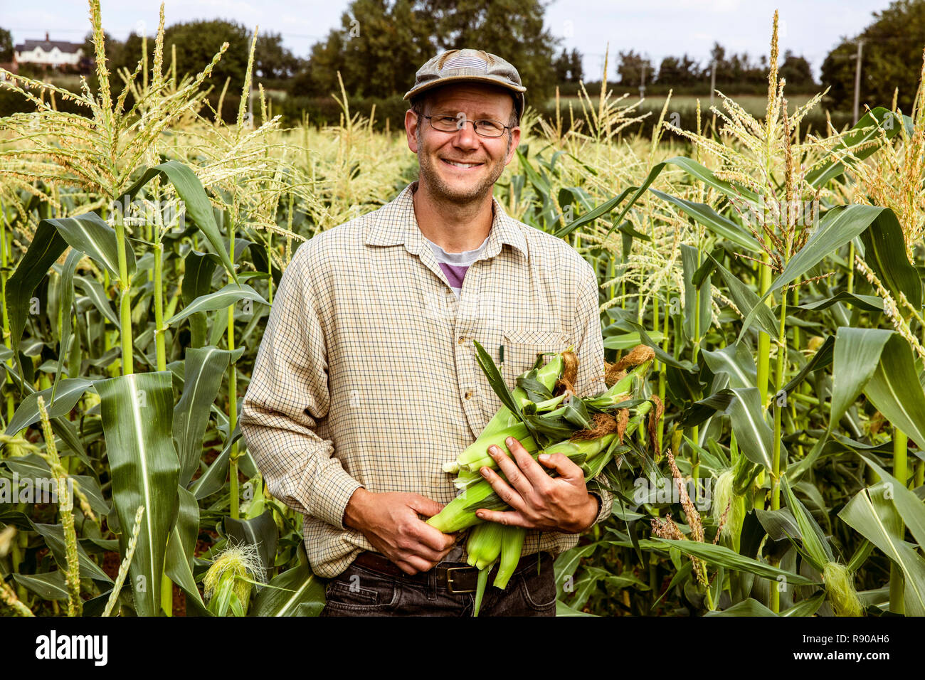 Smiling farmer standing in a corn field, holding bunch of maize cobs. Stock Photo
