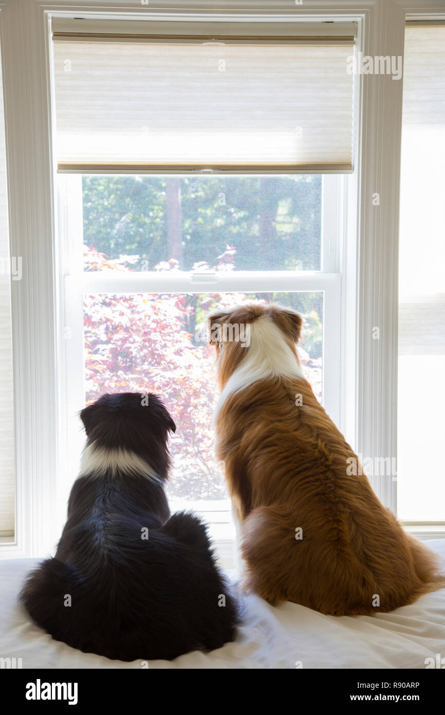 Two male Australian Shepherd dogs sitting at a window looking out, rear view. Stock Photo