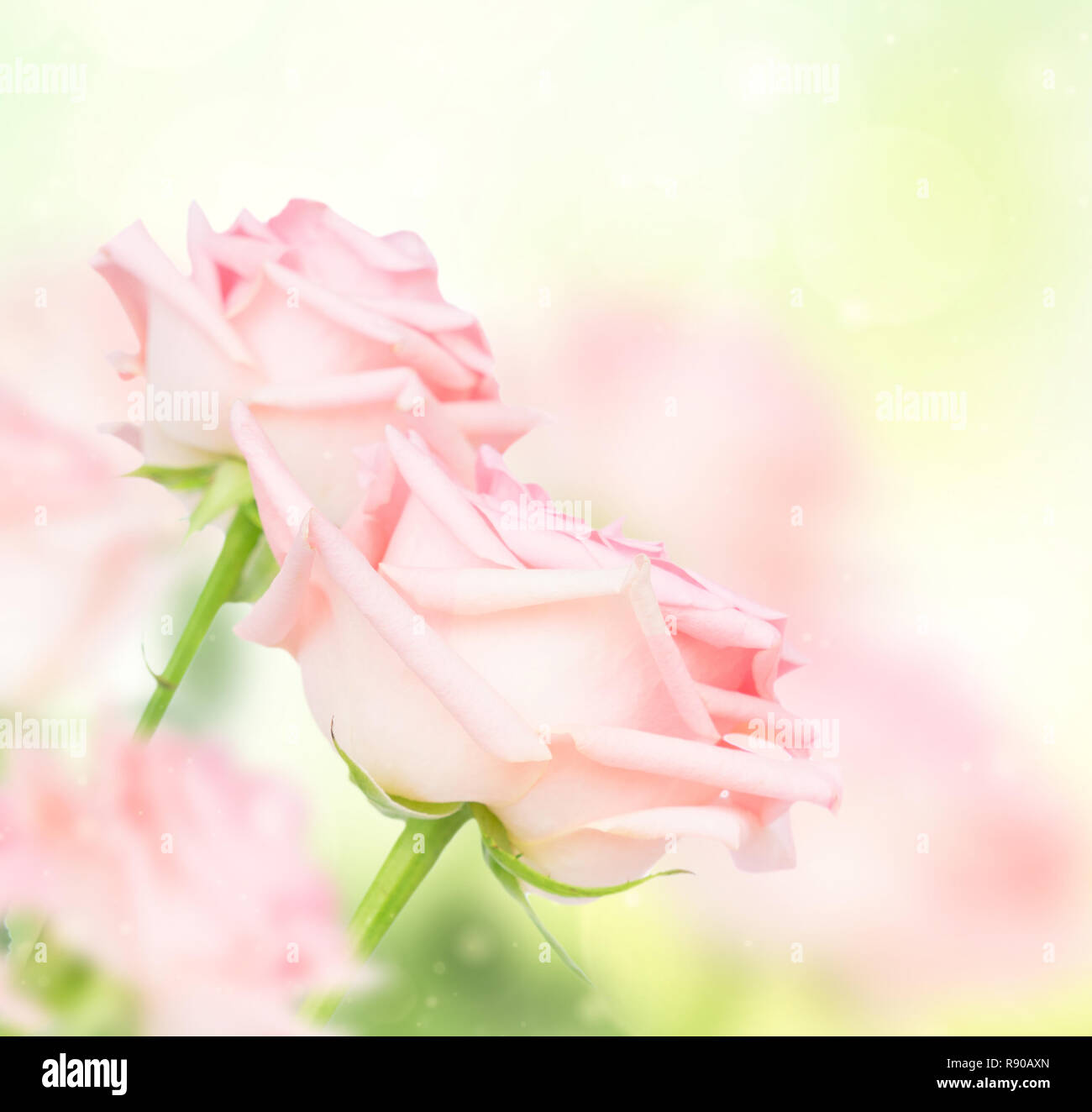 Pink blooming roses Stock Photo - Alamy