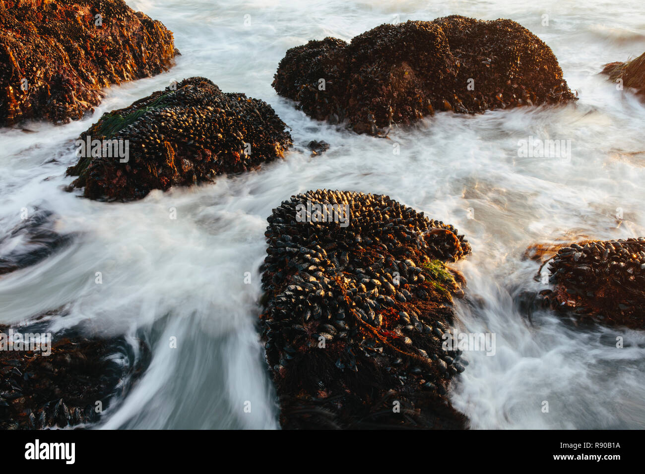 How Shellfish On Rocks Long exposure of shellfish covered rocks and incoming surf and waves at ...