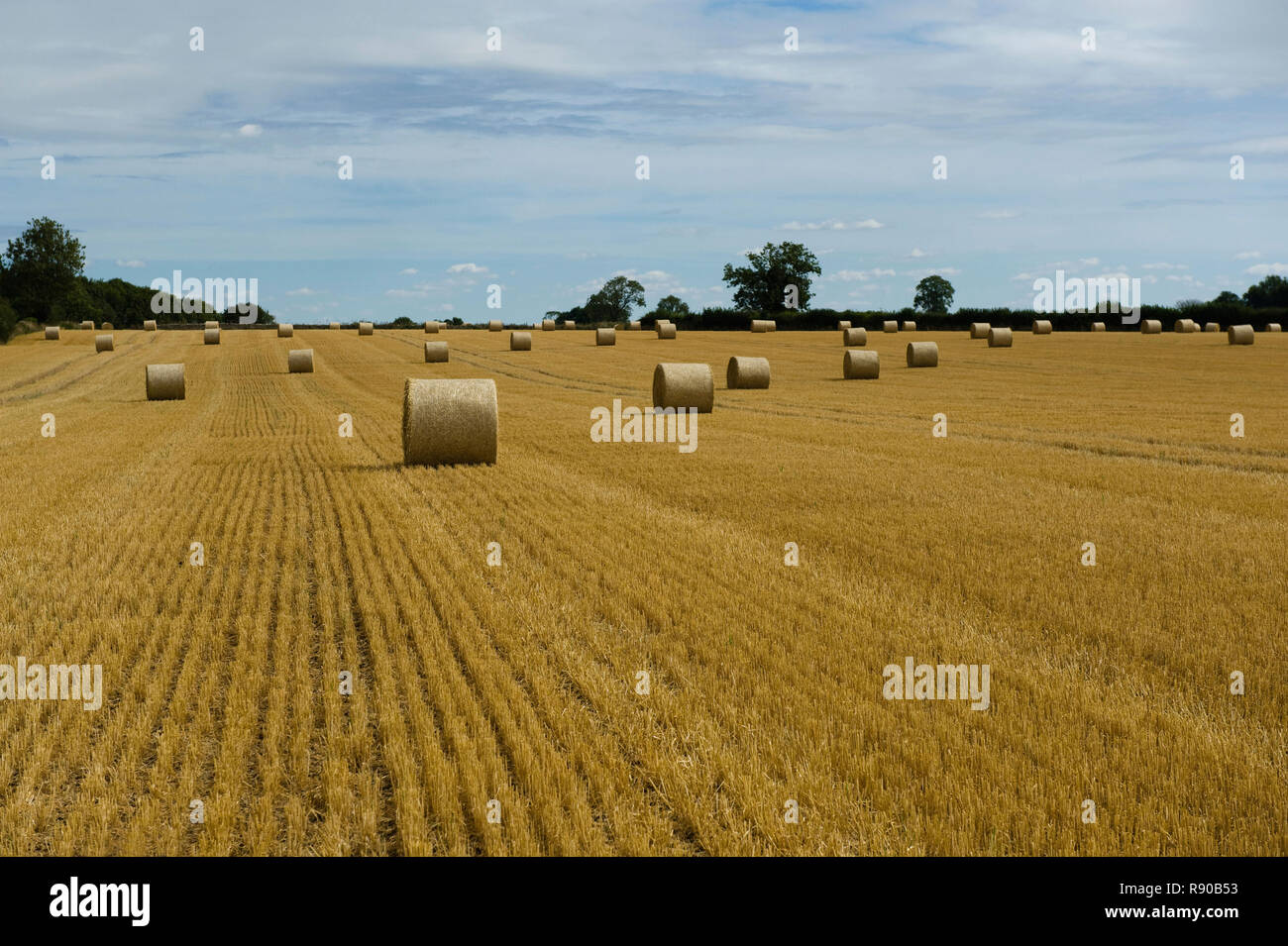 A field of stubble after the harvest cut, and round straw bales Stock ...