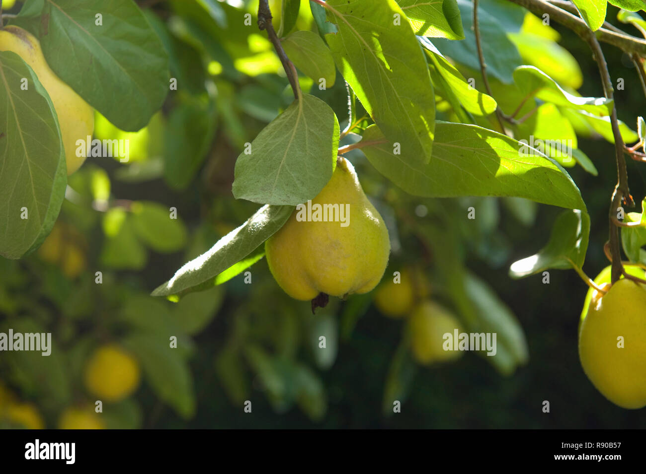 Pears growing on a tree, large yellow variety ready for harvest. Stock Photo