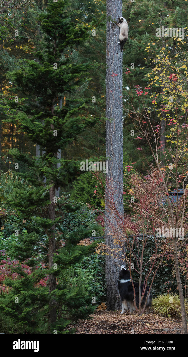 Australian Shepherd dog looks up a tall straight tree trunk at a siamese cat it has chased. Stock Photo