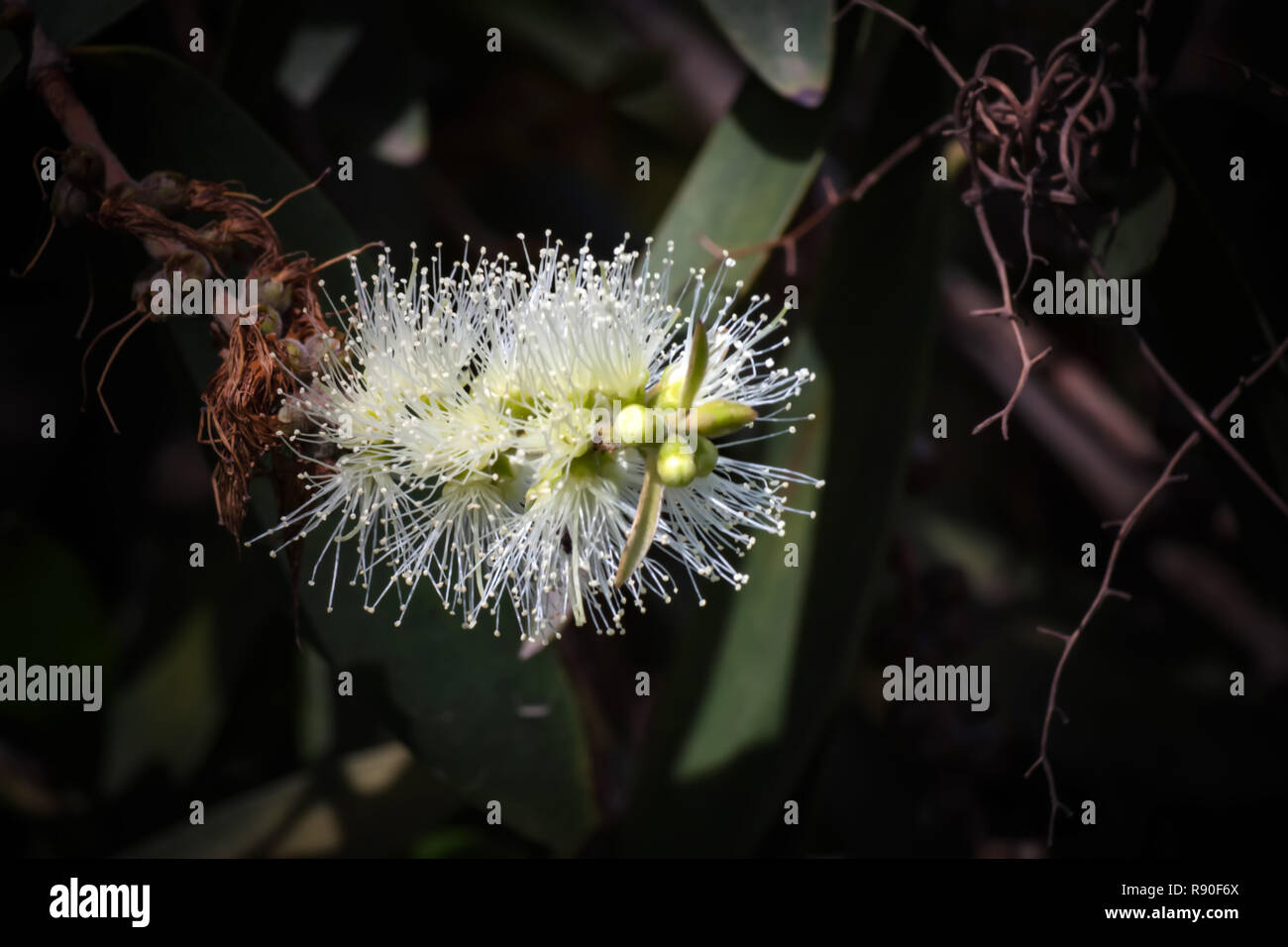 Close up of Melaleuca leucadendra flower on black background Stock Photo