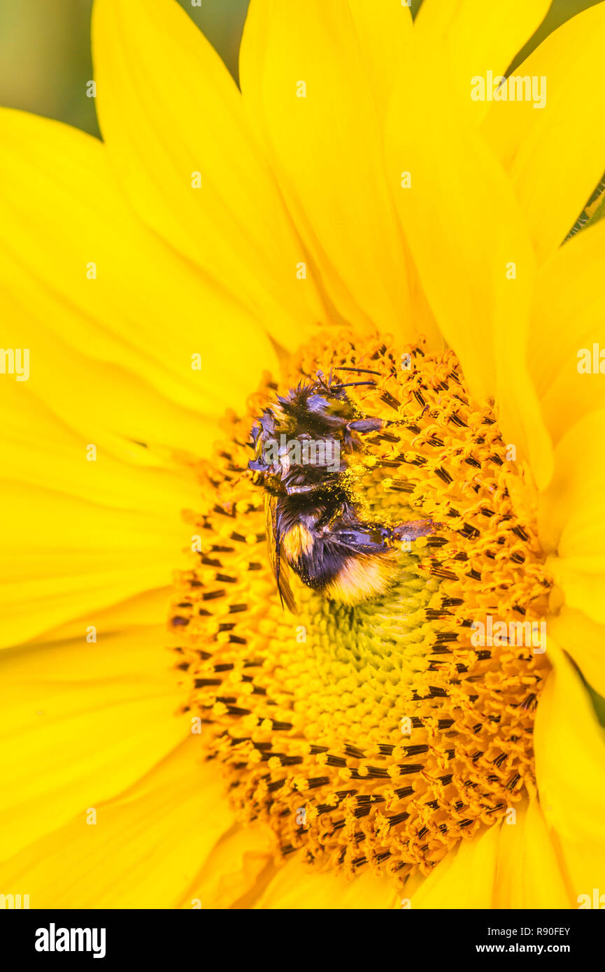 Pollen covered not filter hi-res stock photography and images - Alamy