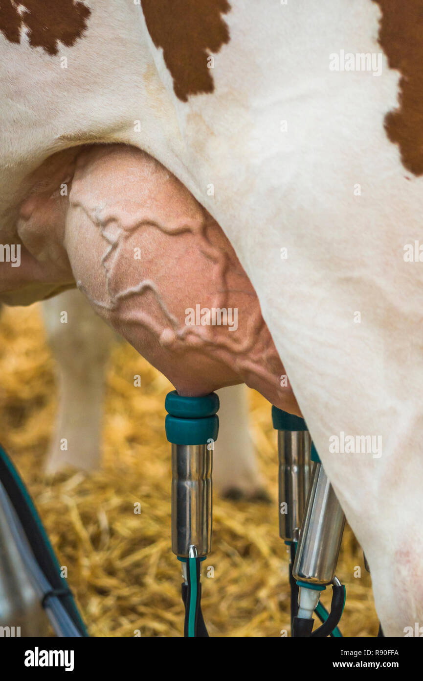 udder of a dairy cow with milking machine attached Stock Photo