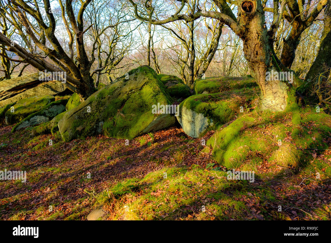 English Woodland with Oak Trees. Forest Floow, Moss and Rocks. Woodland Floor Stock Photo