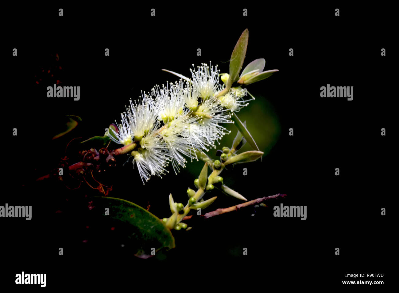 Close up of Melaleuca leucadendra flower on black background Stock Photo