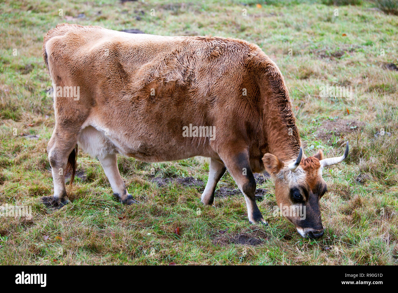 brown horned jersey cow feeds from grass in meadow Stock Photo
