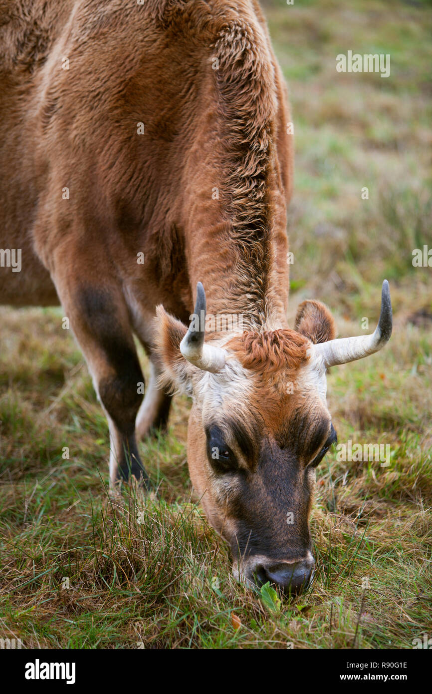 brown horned jersey cow feeds from grass in meadow Stock Photo