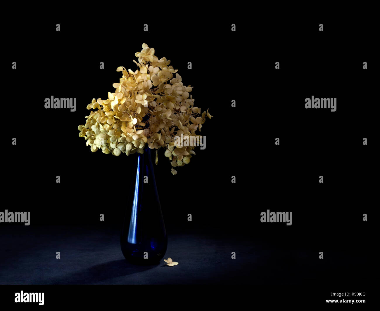 Dried hydrangea flowers in blue vase. Still life, light painting. Melancholic, time passing concept. Stock Photo