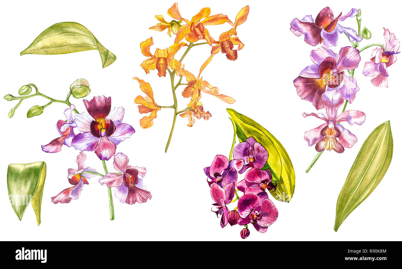 Watercolor orchid branch, hand drawn floral illustration isolated on a ...
