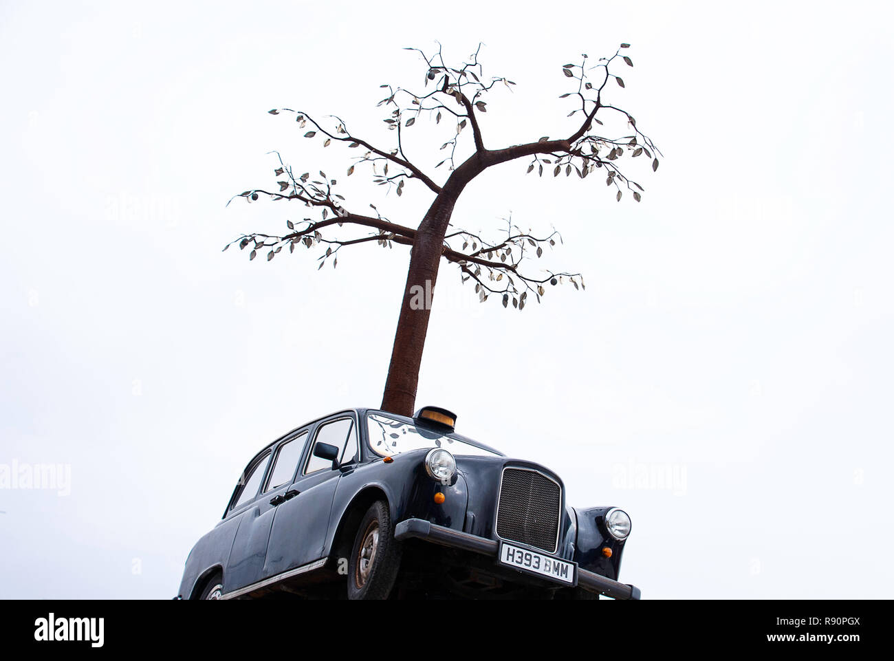 Tree in a black London cab at Trinity Buoy Wharf, London, UK Stock Photo