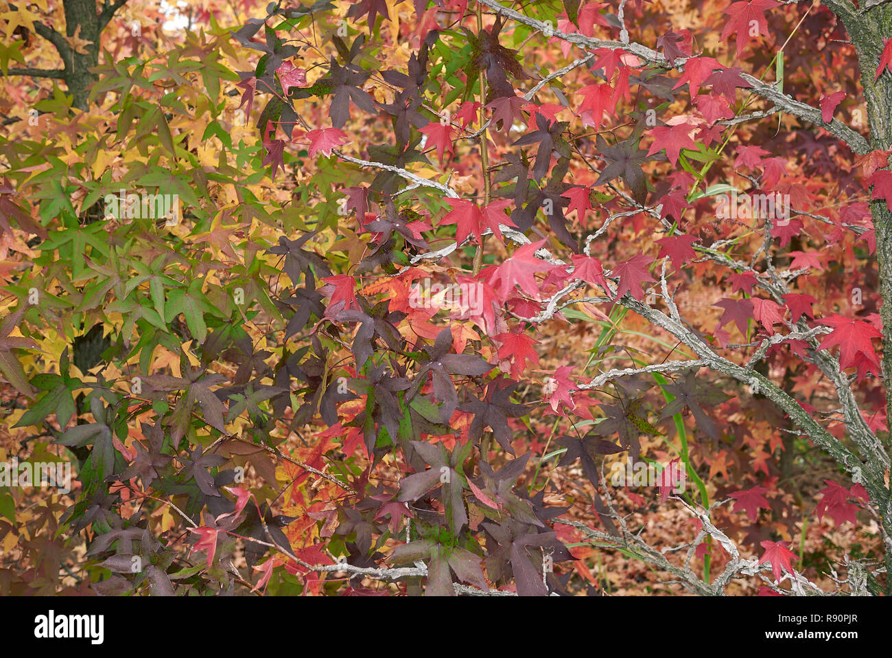 Liquidambar styraciflua multicolored foliage in autumn Stock Photo