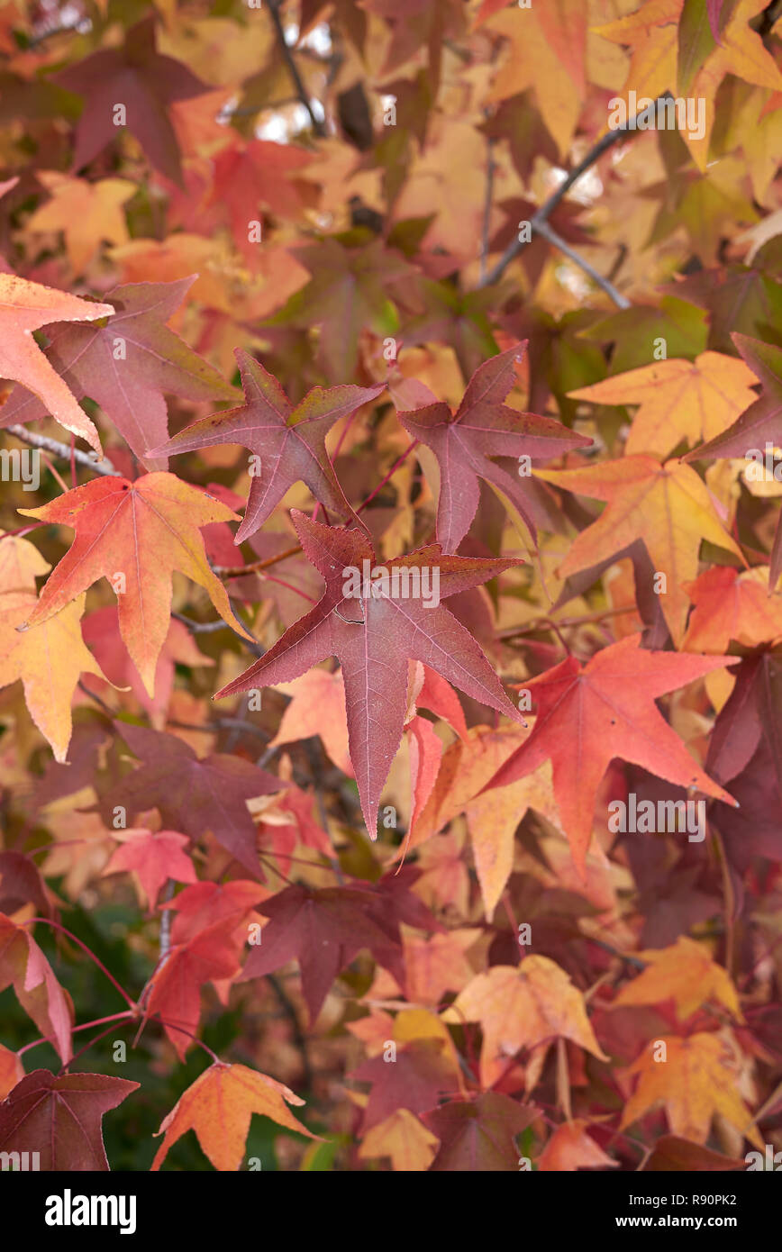 Liquidambar styraciflua multicolored foliage in autumn Stock Photo