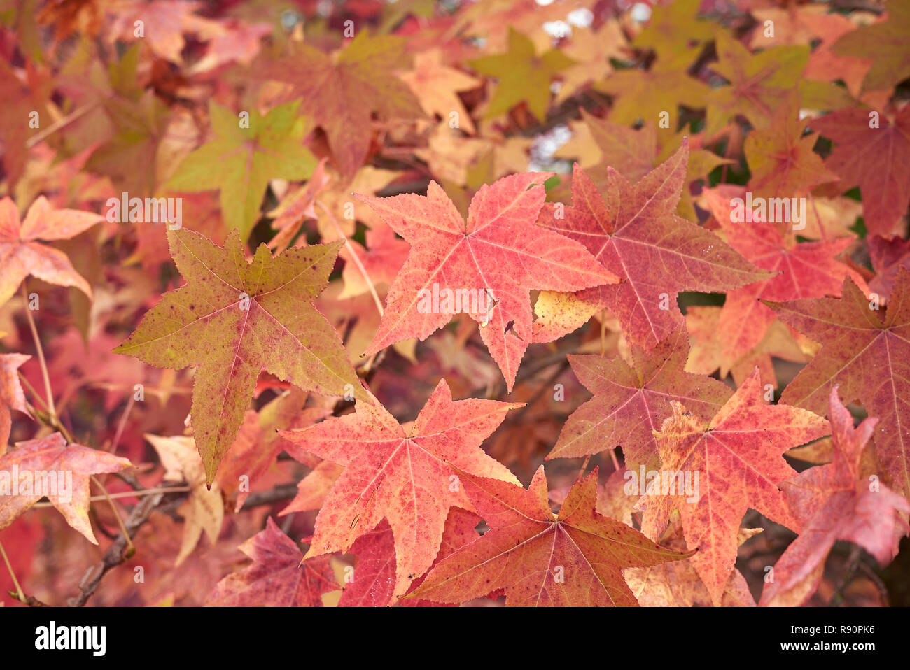 Liquidambar styraciflua multicolored foliage in autumn Stock Photo