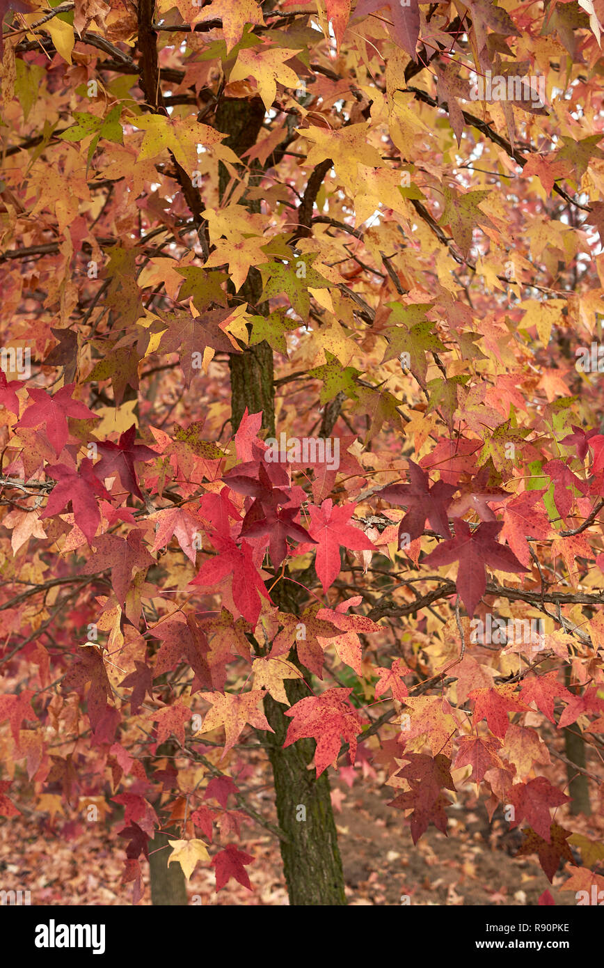 Liquidambar styraciflua multicolored foliage in autumn Stock Photo