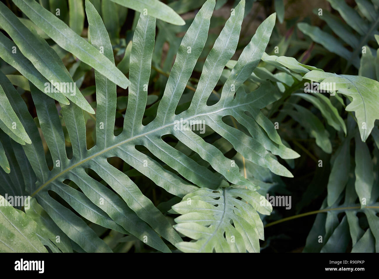 Microsorum diversifolium fern close up Stock Photo