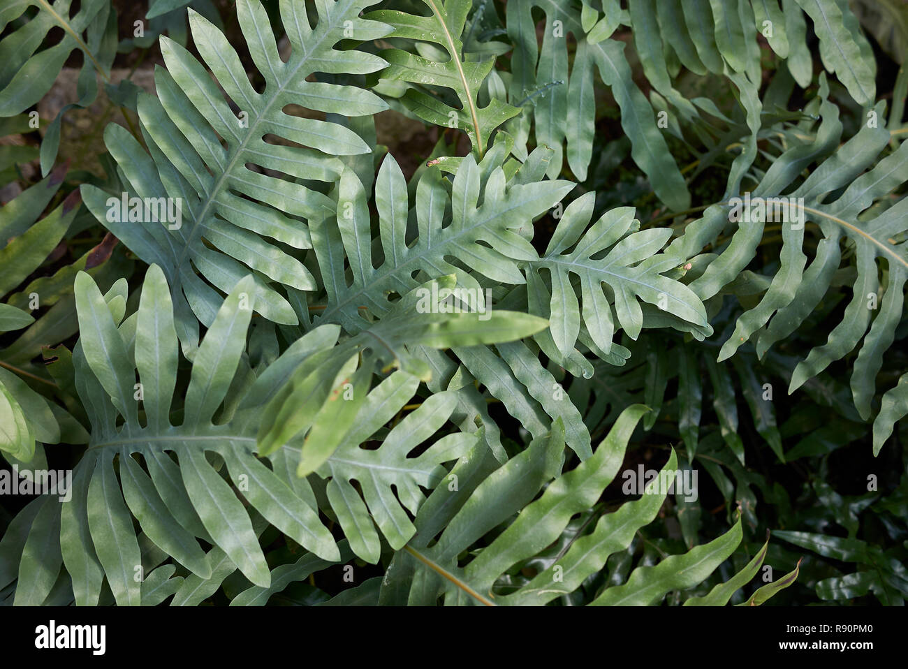 Microsorum diversifolium fern close up Stock Photo