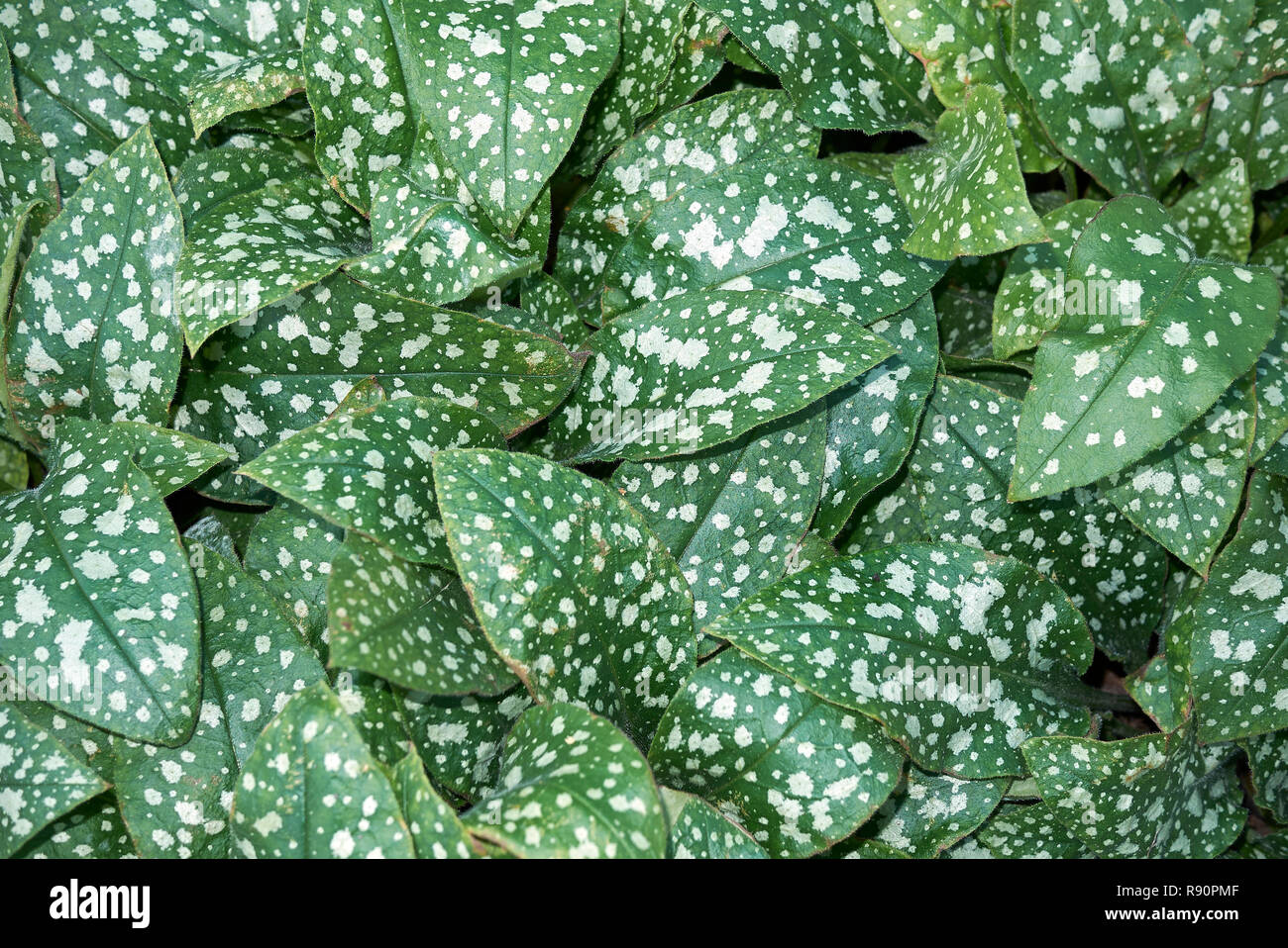 Pulmonaria saccharata spotted leaves Stock Photo