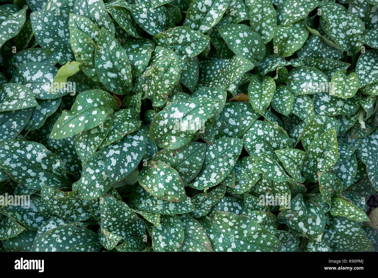 Pulmonaria saccharata spotted leaves Stock Photo