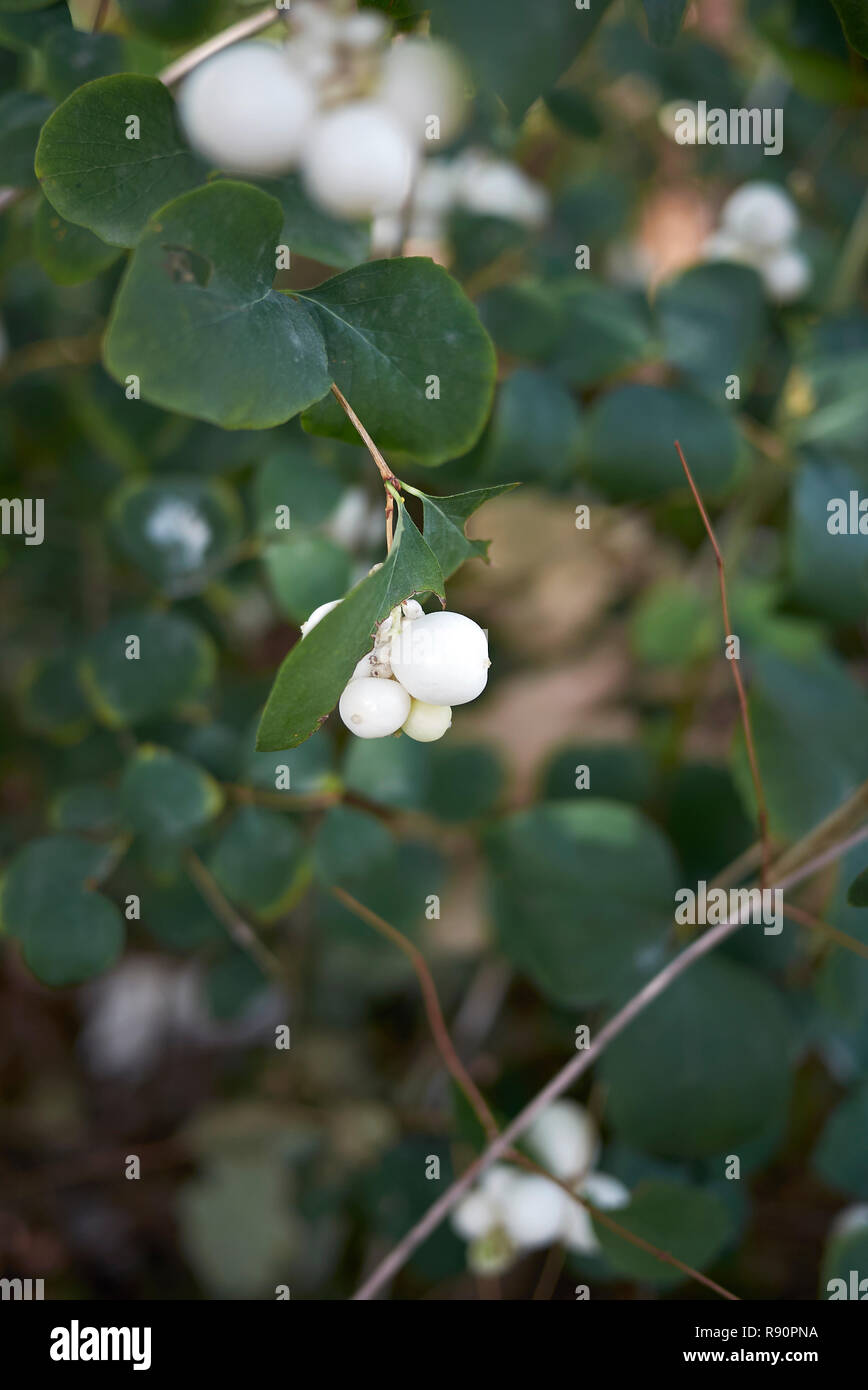 Branch with white berries with small flowers of the Common Snowberry  (Symphoricarpos albus), honeysuckle family (Aprifoliaceae). Netherlands,  Septembe Stock Photo - Alamy