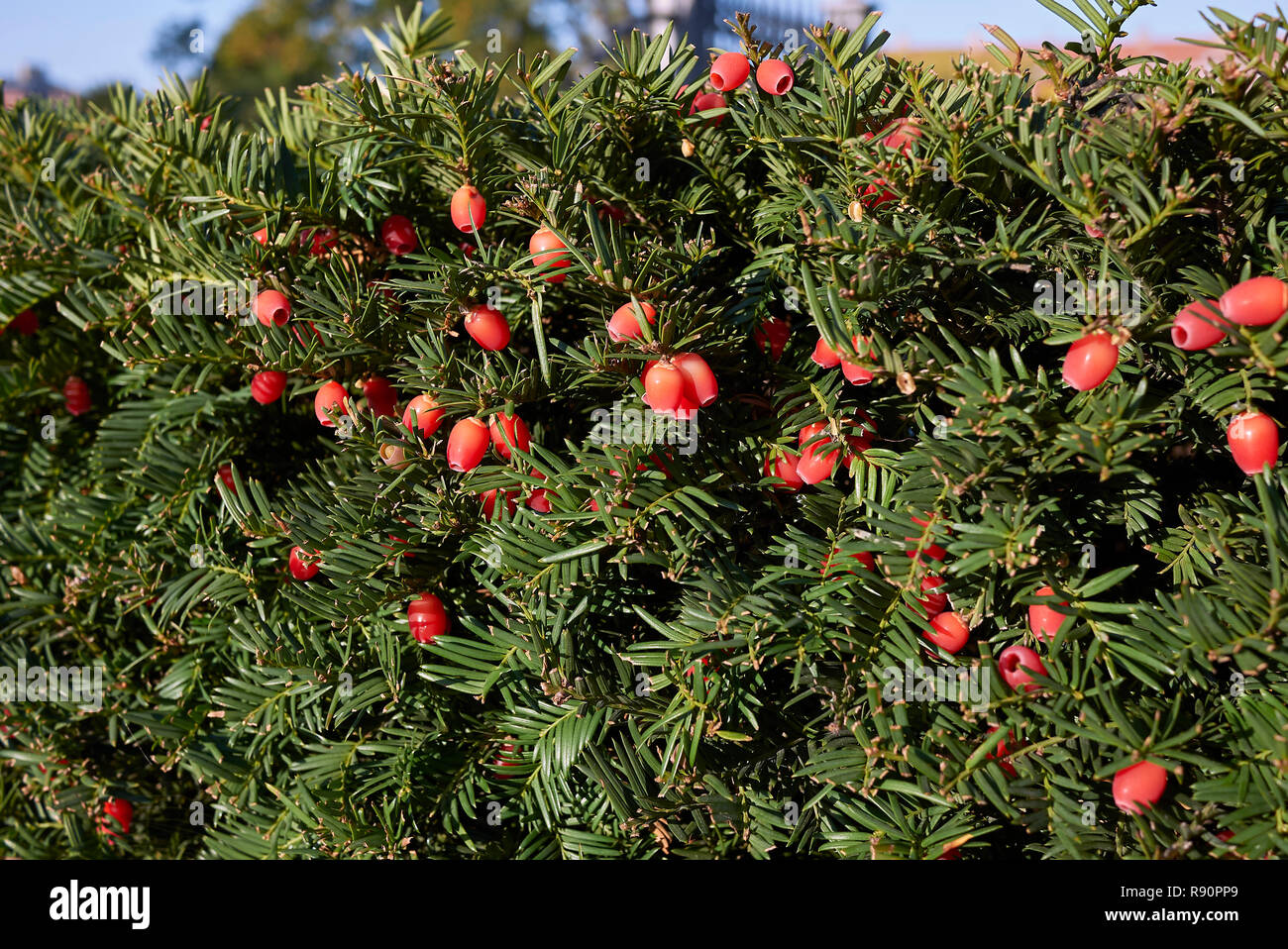 English yew arils taxus baccata hires stock photography and images Alamy