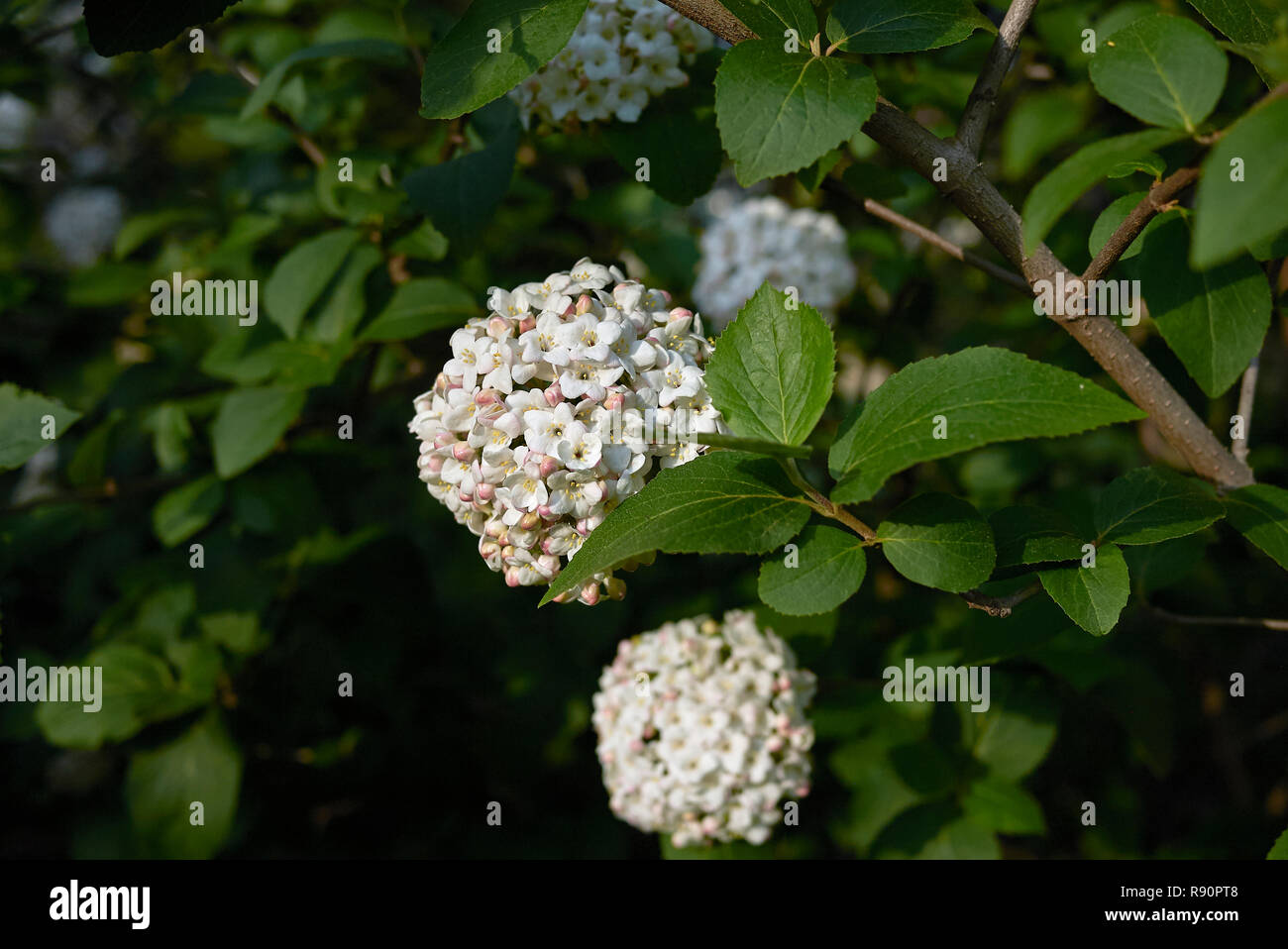 Viburnum carlcephalum branch with flower Stock Photo