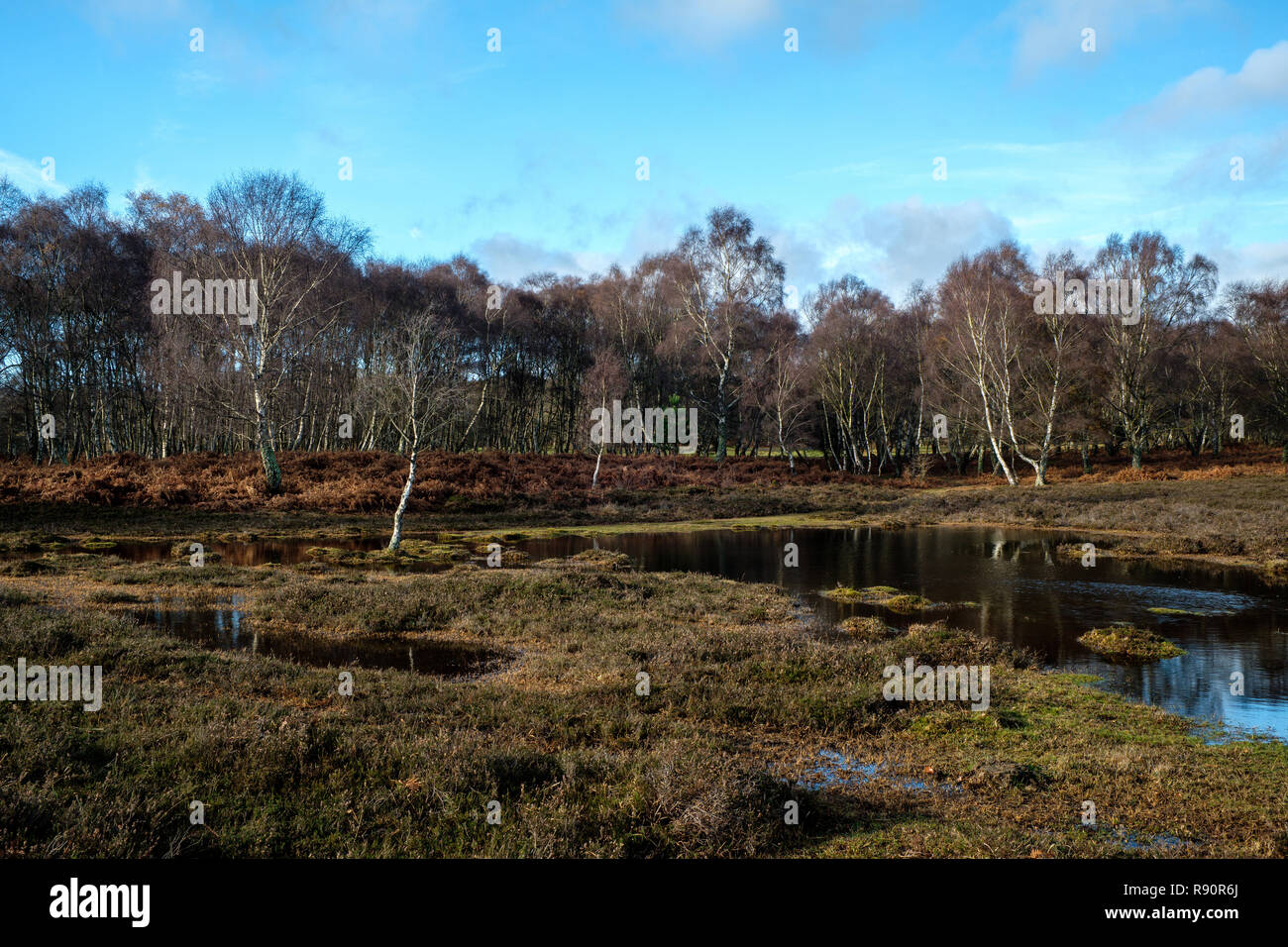 Silver Birch Shatterford Bottom The New Forest Hampshire England UK