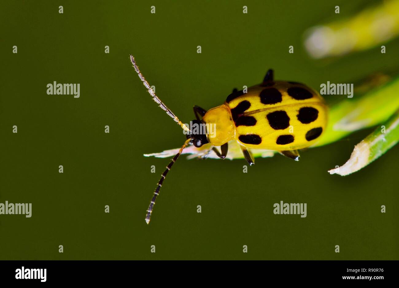 A Spotted Cucumber Beetle (Diabrotica undecimpunctata) on pine needles from an overhead view. Stock Photo