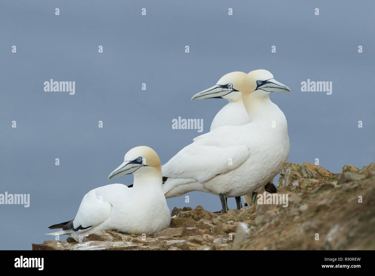 Atlantic Gannets at cliff ledge nest site, Highland Scotland Stock Photo