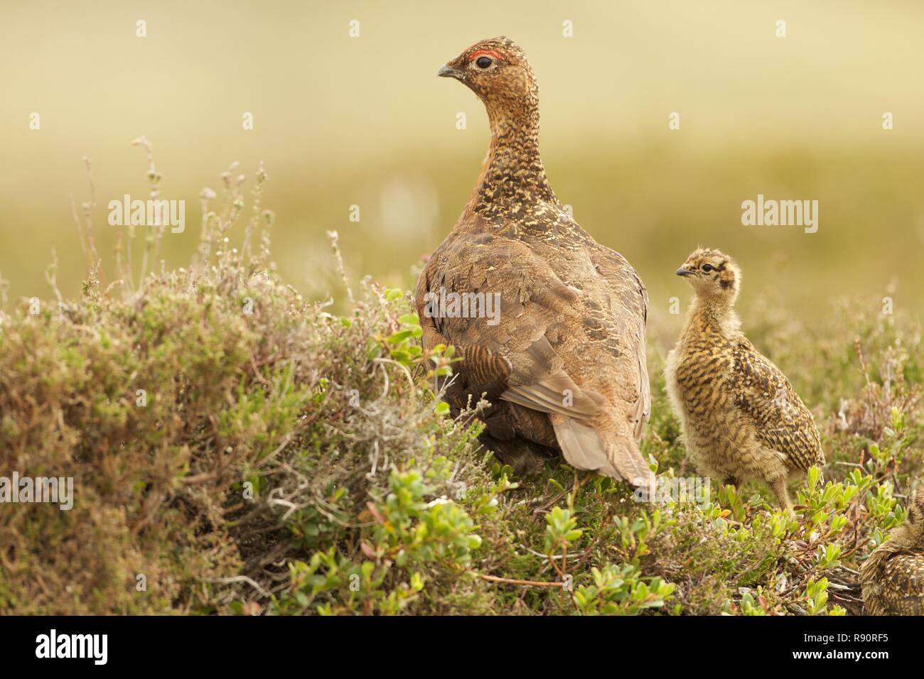 Female Red Grouse with chick, Cairngorm National Park, Highland Scotland Stock Photo