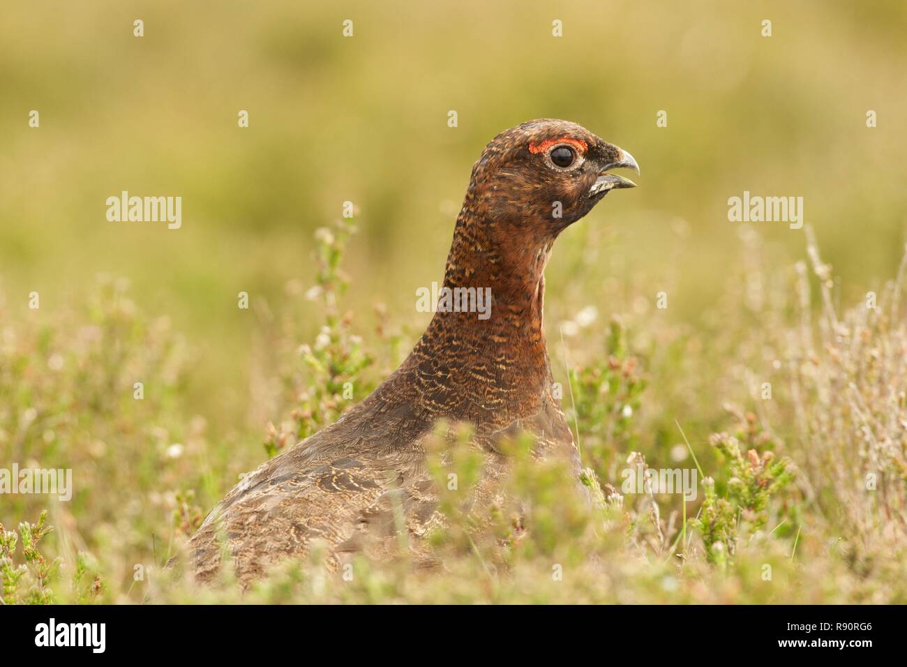 Male Red Grouse calling in heather, Cairngorm National Park, Highland Scotland Stock Photo