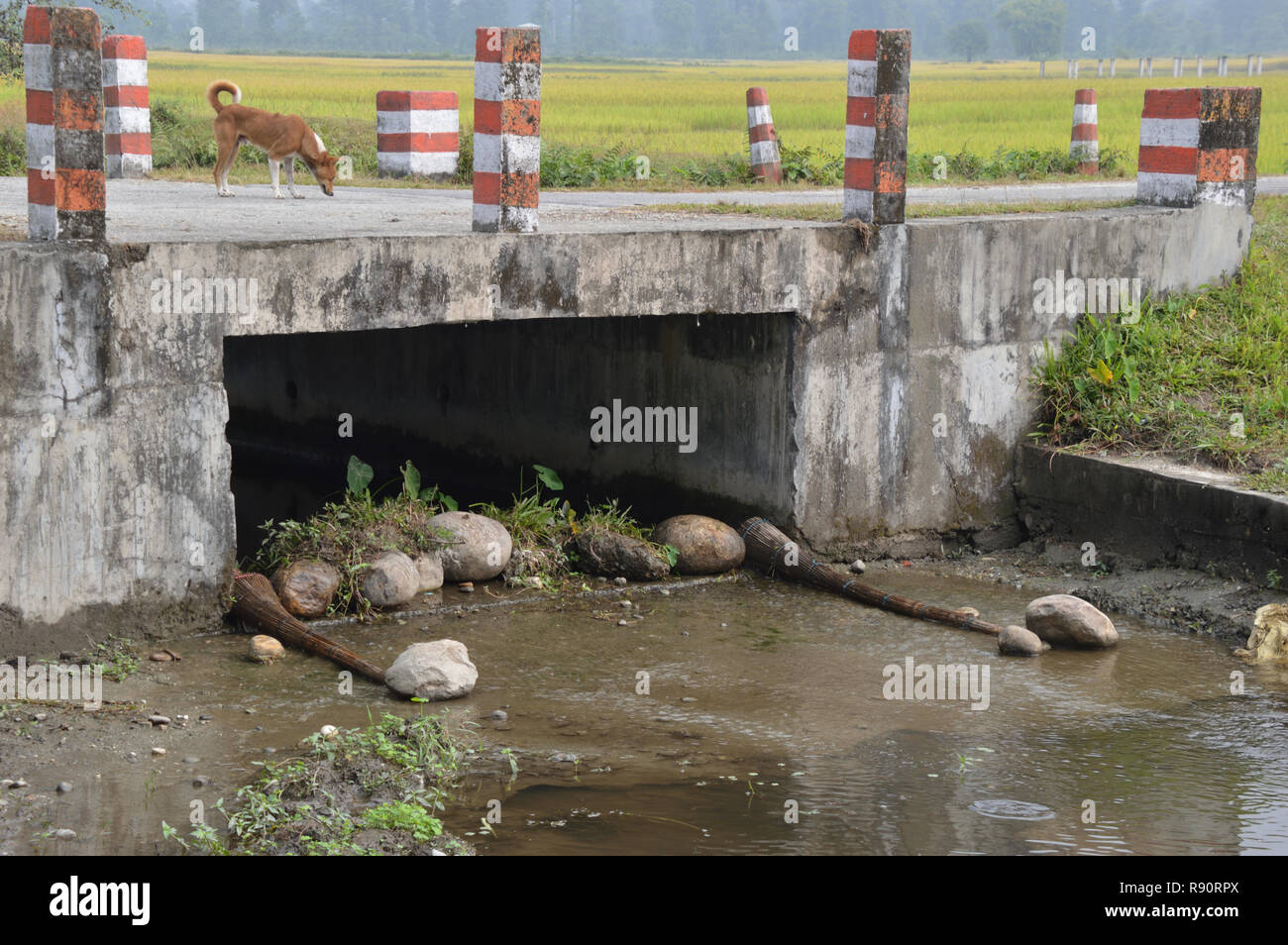 Two bamboo made fish traps are set at the bottom of a culvert for small  fishes at Mangalbari bustee, Chalsa in Jalpaiguri district of West Bengal,  In Stock Photo - Alamy