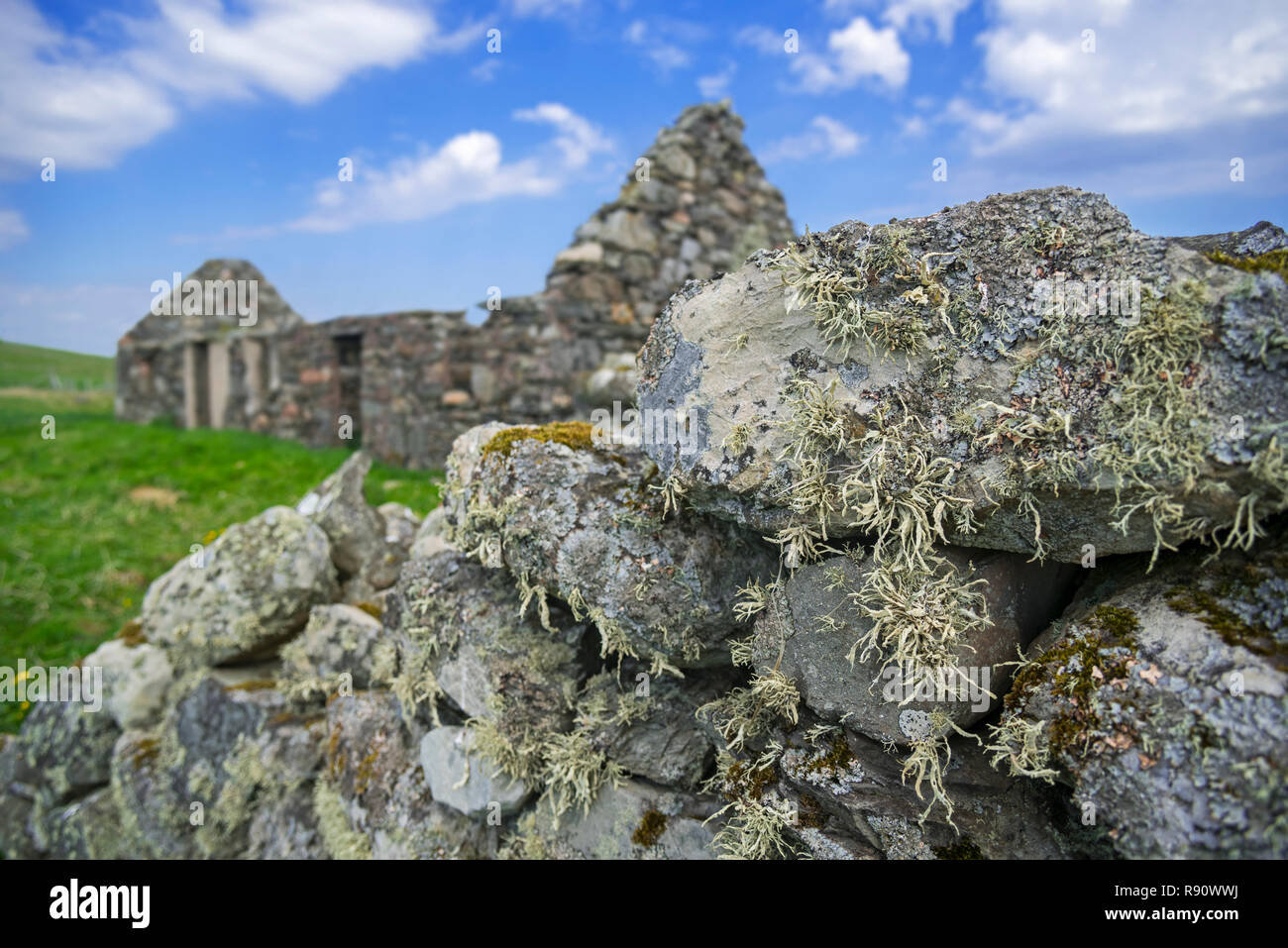 Lichen on dry stone / drystack wall and remains of croft, abandoned during the Scottish Highland Clearances, Shetland Islands, Scotland, UK Stock Photo