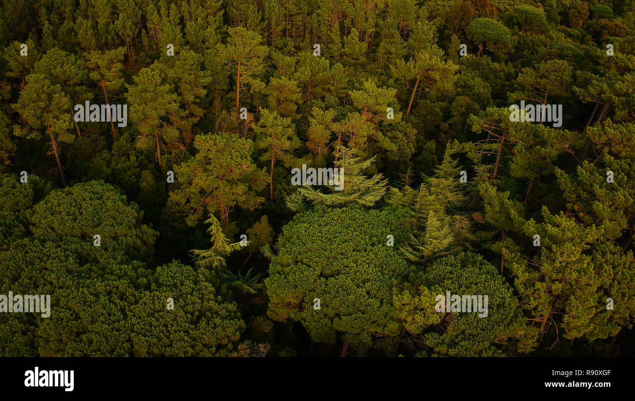 Pine trees woods forest high top tree hires stock photography and