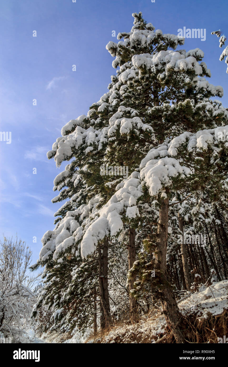 Pine with snow - upside down Stock Photo - Alamy