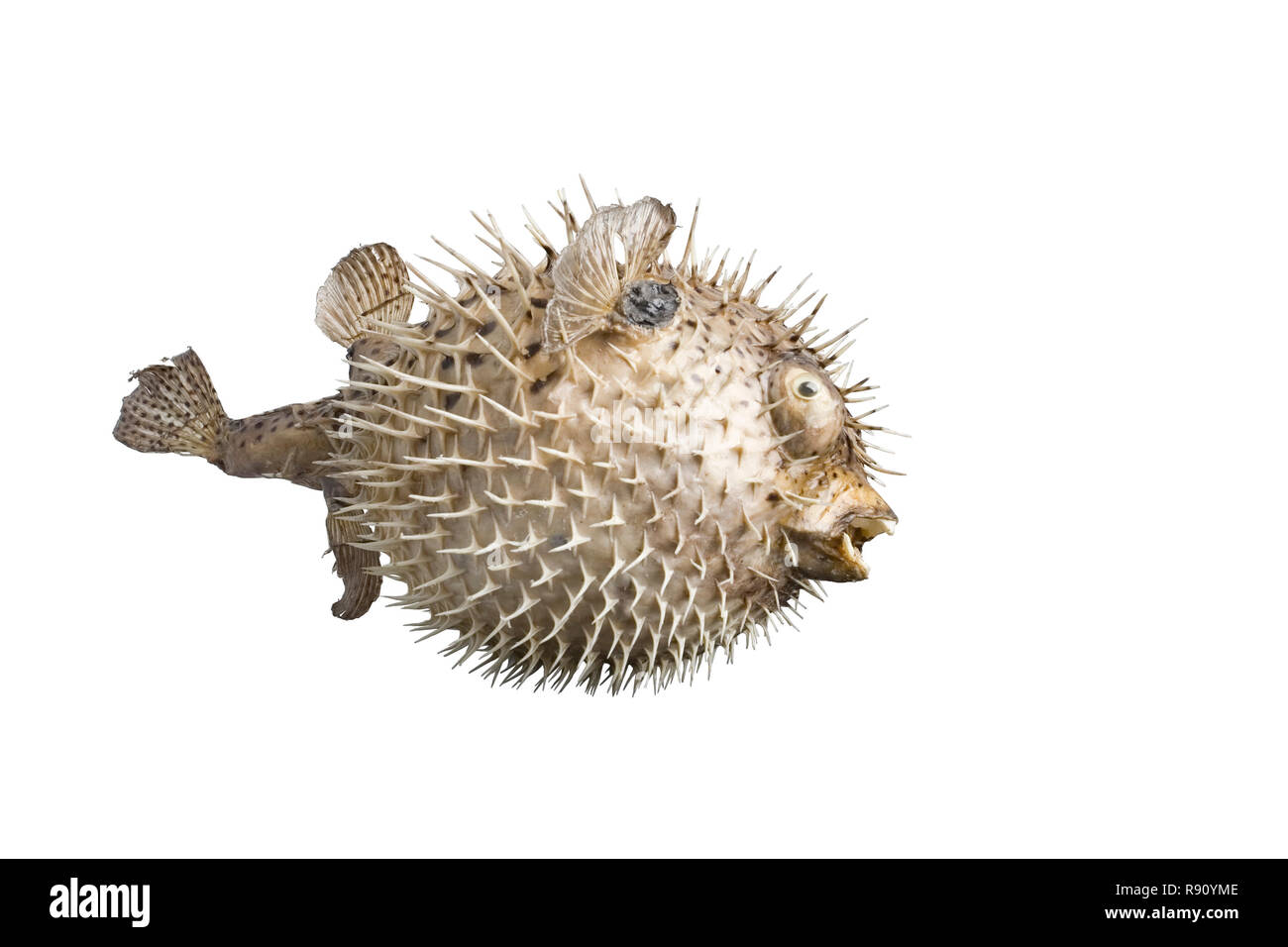 hedgehog fish isolated on empty white background Stock Photo