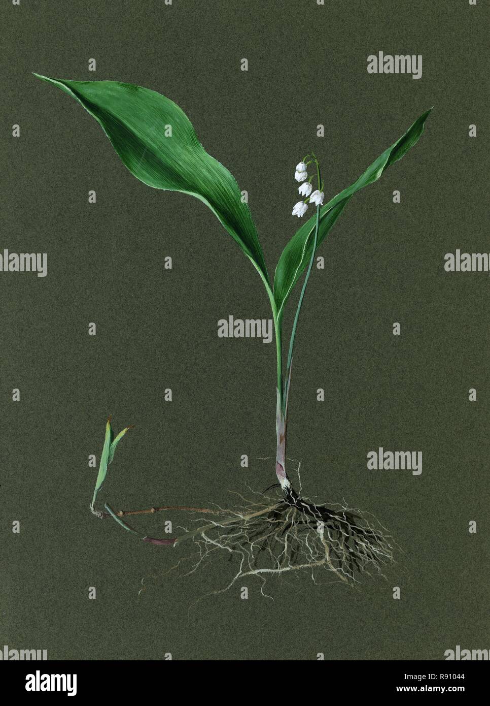 Lily valley roots convallaria majalis hi-res stock photography and images -  Alamy, image size:966x1390